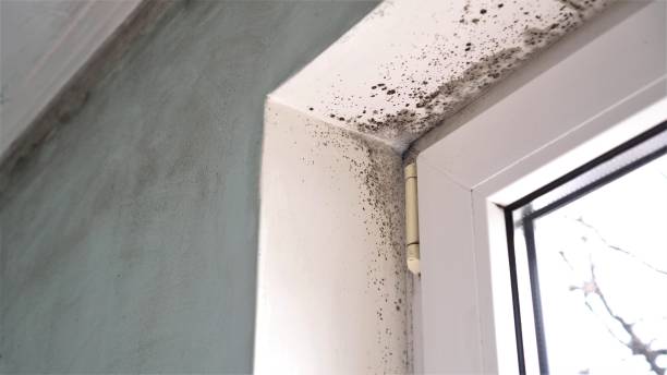 Best Crawl Space Mold Removal  in Jonesboro, GA