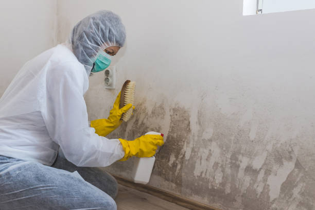 Best Toxic Mold Removal  in Jonesboro, GA