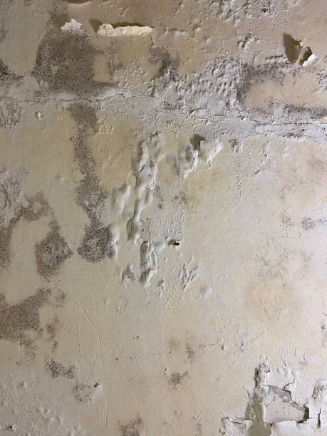 Best Same-Day Mold Removal  in Jonesboro, GA