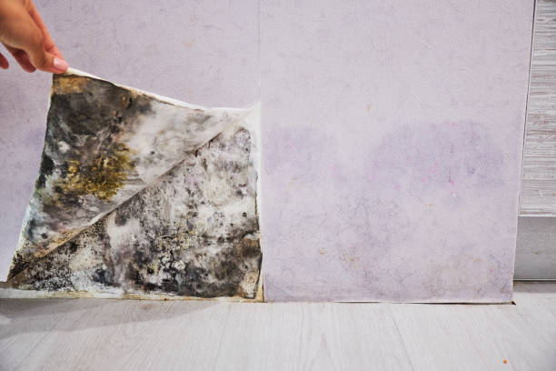 Best Mold Removal Company Near Me  in Jonesboro, GA